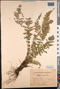 Asplenium incisum Thunb., Siberia, Russian Far East (S6) (Russia)