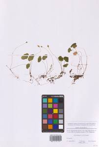 Oxalis acetosella L., Eastern Europe, Moscow region (E4a) (Russia)