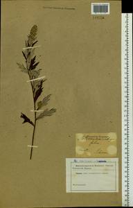 Artemisia integrifolia L., Siberia (no precise locality) (S0) (Russia)