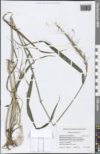 Elymus sibiricus L., Siberia, Russian Far East (S6) (Russia)