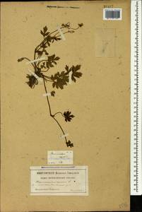 Ranunculus repens L., Caucasus, Georgia (K4) (Georgia)