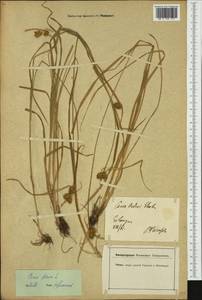 Carex flava L., Western Europe (EUR) (Germany)