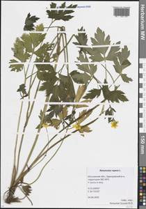 Ranunculus repens L., Eastern Europe, Moscow region (E4a) (Russia)