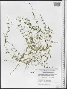 Stellaria crassifolia Ehrh., Eastern Europe, Northern region (E1) (Russia)