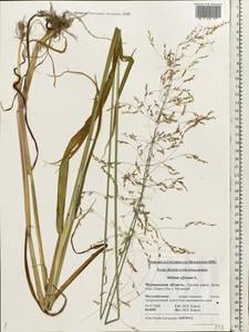 Milium effusum L., Eastern Europe, Northern region (E1) (Russia)