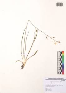 Anthericum ramosum L., Eastern Europe, Central region (E4) (Russia)