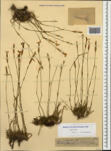 Dianthus fragrans M. Bieb., Caucasus, Dagestan (K2) (Russia)