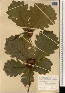 Quercus dentata Thunb., South Asia, South Asia (Asia outside ex-Soviet states and Mongolia) (ASIA) (North Korea)