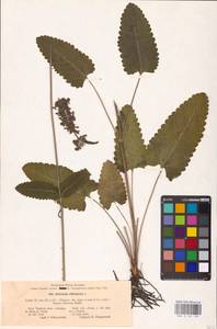 MHA 0 154 790, Betonica officinalis L., Eastern Europe, Central forest-and-steppe region (E6) (Russia)