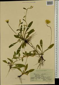 Pilosella officinarum Vaill., Eastern Europe, South Ukrainian region (E12) (Ukraine)