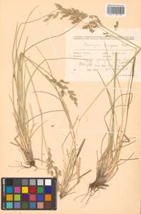 Deschampsia cespitosa subsp. cespitosa, Siberia, Russian Far East (S6) (Russia)