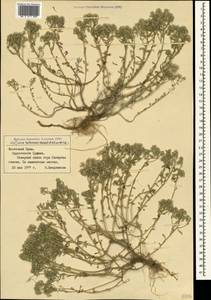 Odontarrhena tortuosa subsp. tortuosa, Crimea (KRYM) (Russia)