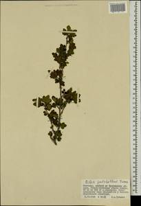 Ribes pulchellum Turcz., Mongolia (MONG) (Mongolia)
