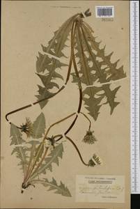 Taraxacum pectinatiforme H. H. Lindb., Western Europe (EUR) (Sweden)