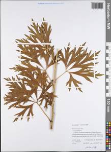 Aconitum variegatum subsp. variegatum, Eastern Europe, Central forest region (E5) (Russia)