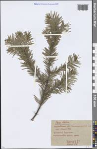 Abies sibirica Ledeb., Eastern Europe, Moscow region (E4a) (Russia)