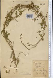 Cynanchum acutum L., Middle Asia, Northern & Central Kazakhstan (M10) (Kazakhstan)