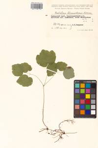 Thalictrum filamentosum Maxim., Siberia, Russian Far East (S6) (Russia)