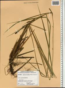 Carex aquatilis Wahlenb., Siberia, Central Siberia (S3) (Russia)