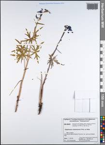 Delphinium chamissonis Pritz. ex Walp., Siberia, Central Siberia (S3) (Russia)