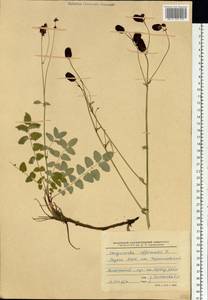 Sanguisorba officinalis L., Siberia, Yakutia (S5) (Russia)