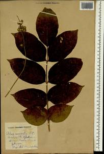 Toxicodendron vernicifluum (Stokes) F.A. Barkley, South Asia, South Asia (Asia outside ex-Soviet states and Mongolia) (ASIA) (Russia)