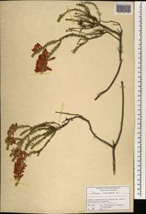 Erica mammosa L., Africa (AFR) (South Africa)