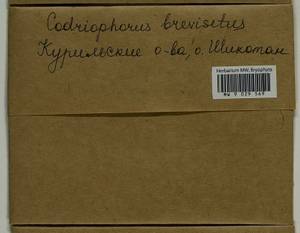 Dilutineuron brevisetum (Lindb.) Bedn.-Ochyra, Sawicki, Ochyra, Szczecińska & Plášek, Bryophytes, Bryophytes - Russian Far East (excl. Chukotka & Kamchatka) (B20) (Russia)