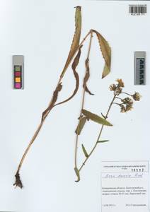 Picris davurica Fisch. ex Hornem., Siberia, Altai & Sayany Mountains (S2) (Russia)