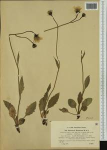 Hieracium eversianum Arv.-Touv. ex Murr, Western Europe (EUR) (Austria)