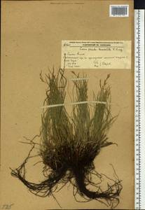 Carex lanceolata var. subpediformis Kük., Siberia, Russian Far East (S6) (Russia)