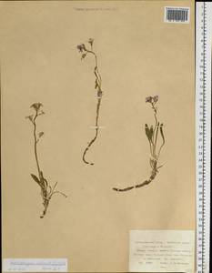 Parrya nudicaulis (L.) Regel, Siberia, Russian Far East (S6) (Russia)