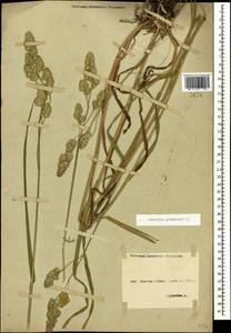 Dactylis glomerata L., Caucasus, Stavropol Krai, Karachay-Cherkessia & Kabardino-Balkaria (K1b) (Russia)