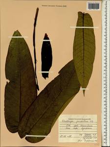 Duabanga grandiflora (Roxb. ex DC.) Walp., South Asia, South Asia (Asia outside ex-Soviet states and Mongolia) (ASIA) (Vietnam)