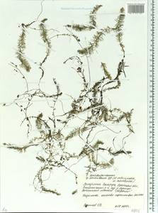 Utricularia intermedia Hayne, Eastern Europe, Belarus (E3a) (Belarus)