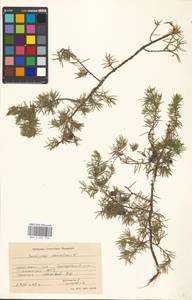 Juniperus communis L., Eastern Europe, Moscow region (E4a) (Russia)