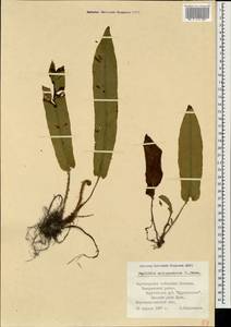 Asplenium scolopendrium subsp. scolopendrium, Caucasus, Black Sea Shore (from Novorossiysk to Adler) (K3) (Russia)