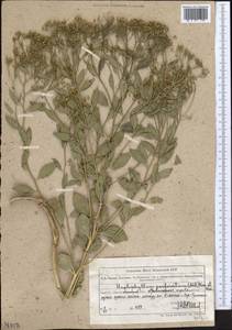 Haplophyllum acutifolium (DC.) G. Don, Middle Asia, Muyunkumy, Balkhash & Betpak-Dala (M9) (Kazakhstan)