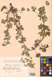 Potentilla intermedia L., Eastern Europe, Moscow region (E4a) (Russia)