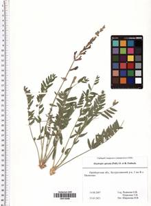 Oxytropis spicata (Pall.) O.Fedtsch. & B.Fedtsch., Eastern Europe, Eastern region (E10) (Russia)