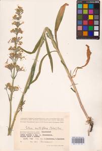 Silene multiflora (Ehrh.) Pers., Eastern Europe, Lower Volga region (E9) (Russia)