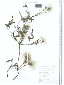 Clematis orientalis L., Middle Asia, Northern & Central Tian Shan (M4) (Kyrgyzstan)