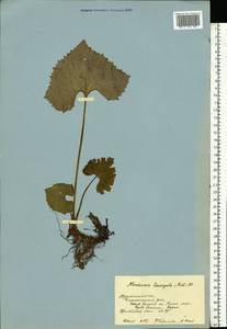 Petasites radiatus (J. F. Gmel.) J. Toman, Eastern Europe, Northern region (E1) (Russia)