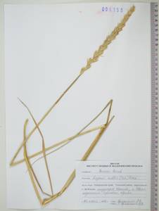 KHA6155, Leymus mollis (Trin.) Pilg., Siberia, Russian Far East (S6) (Russia)