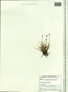 Carex lachenalii subsp. lachenalii, Siberia, Central Siberia (S3) (Russia)