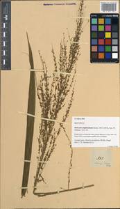 Setaria palmifolia (J.Koenig) Stapf, South Asia, South Asia (Asia outside ex-Soviet states and Mongolia) (ASIA) (Philippines)