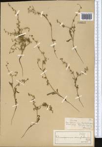 Lappula patula (Lehm.) Menyh., Middle Asia, Muyunkumy, Balkhash & Betpak-Dala (M9) (Kazakhstan)