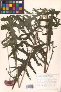 Cirsium rivulare (Jacq.) All., Eastern Europe, Lithuania (E2a) (Lithuania)