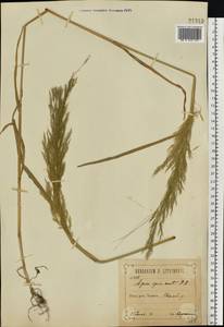 Apera spica-venti (L.) P.Beauv., Eastern Europe, Central forest-and-steppe region (E6) (Russia)