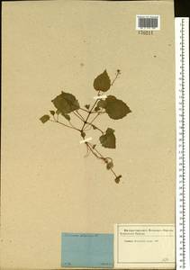 Circaea alpina L., Eastern Europe, Moscow region (E4a) (Russia)